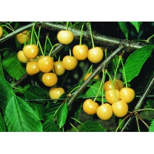 Čerešňa vtáčia (Prunus avium)  ´STARK GOLD´ - skorá, výška: 160-200 cm, voľnokorenná 